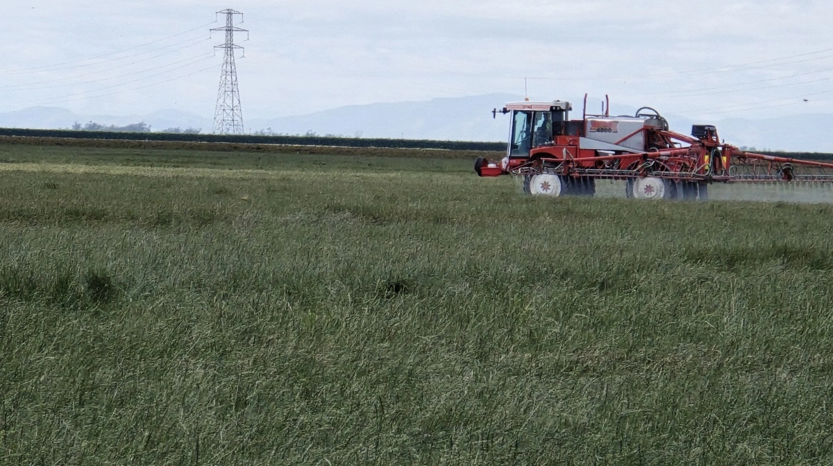 Rust har været et stort problem i rajgræsset i år, så her sprøjtes endnu en gang i det sildige rajgræs. 
- Ofte sprøjter vi med helikopter i de høje afgrøder med insekticider og fungicider, fortæller Ross Hewson.