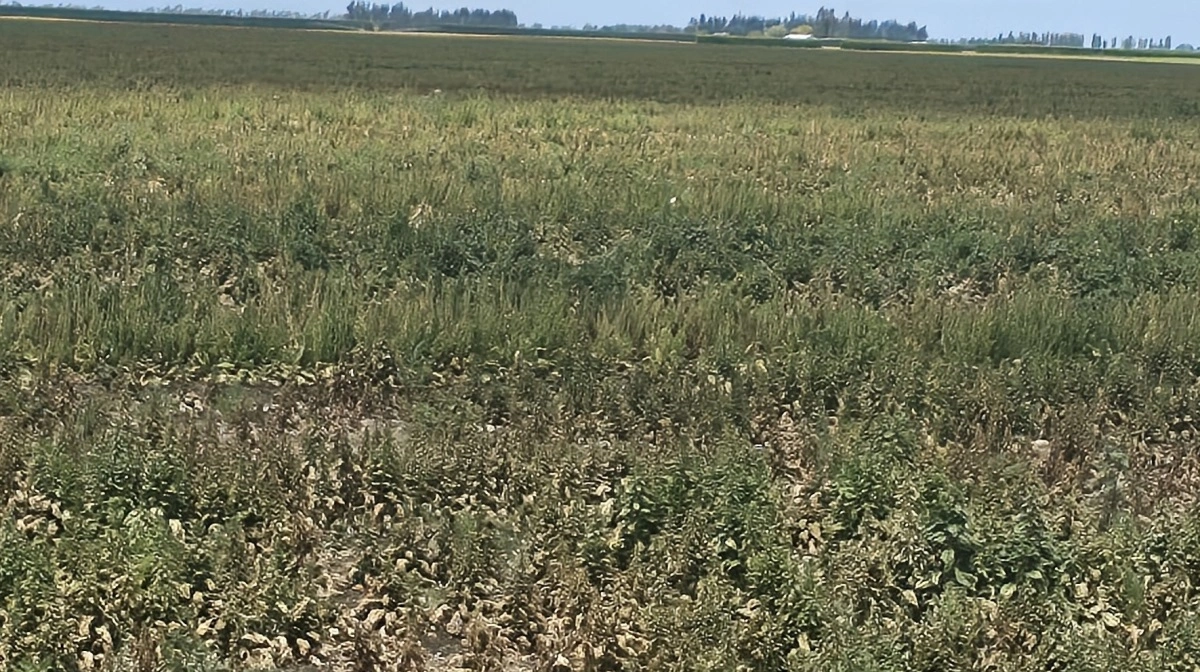 Denne spinatfrømark er ramt af en ukendt virussygdom, der har nedvisnet og ødelagt den ellers kraftige afgrøde totalt. 
- Frøfirmaet har ikke set dette før, fortæller Ross Hewson.