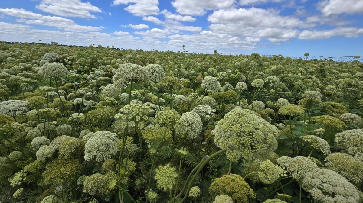 Gulerodsfrø er en af de økonomisk bedste afgrøder på Hewson Farms. Afgrøden står særlig flot i år, men det er en høj-risiko afgrøde, der kræver bibestøvning.
