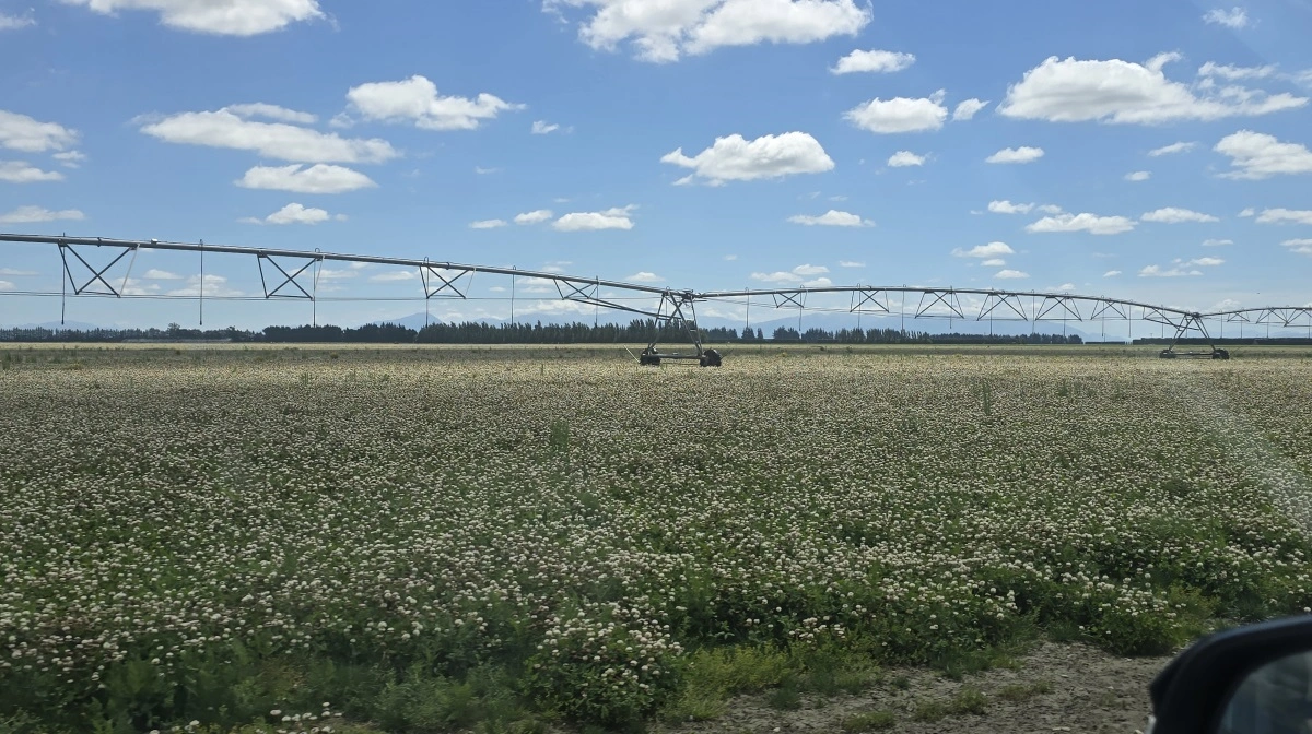 Alle marker på den 2.100 hektar store bedrift kan vandes, hvilket giver en flot hvidkløverfrømark. 
- Men snegle kan være et stort problem med de våde afgrøder, fortæller Ross Hewson.