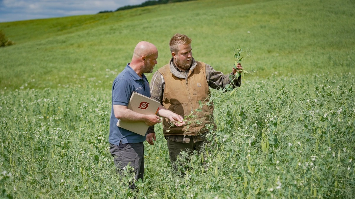 Igen i år tilbyder Innovationscenter for Økologisk Landbrug et gratis omlægningstjek. Foto: Innovationscenter for Økologisk Landbrug