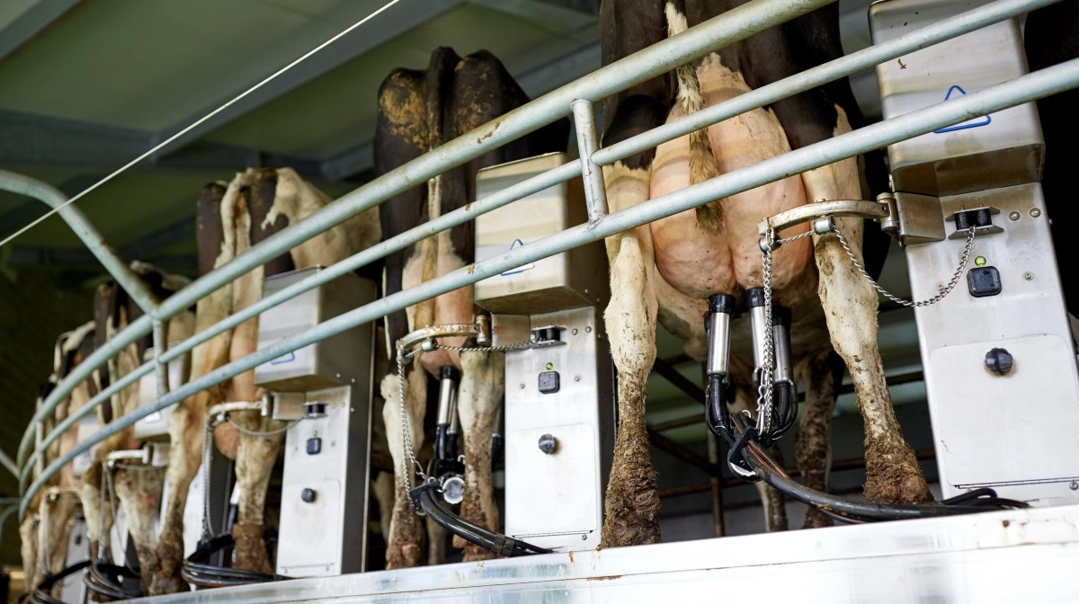 Den seneste GDT-auktion endte med bred fremgang i mejeripriserne og gav nyt momentum til et marked, der har været under pres gennem det seneste halve år. Foto: Colourbox