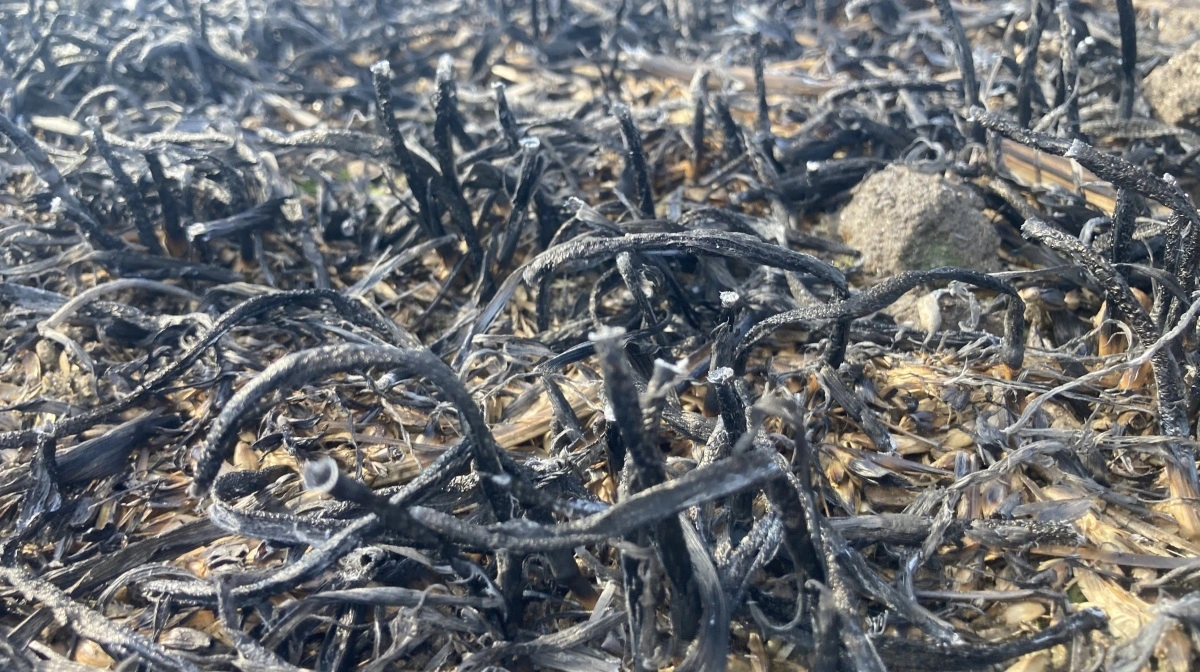 Det er afgørende at tilpasse temperatur og behandlingstid, så maskinen laver kul og ikke aske. Dernæst skal mængden dokumenteres. Det samarbejder Balling-Bro med DTU om. Foto: Balling-Bro