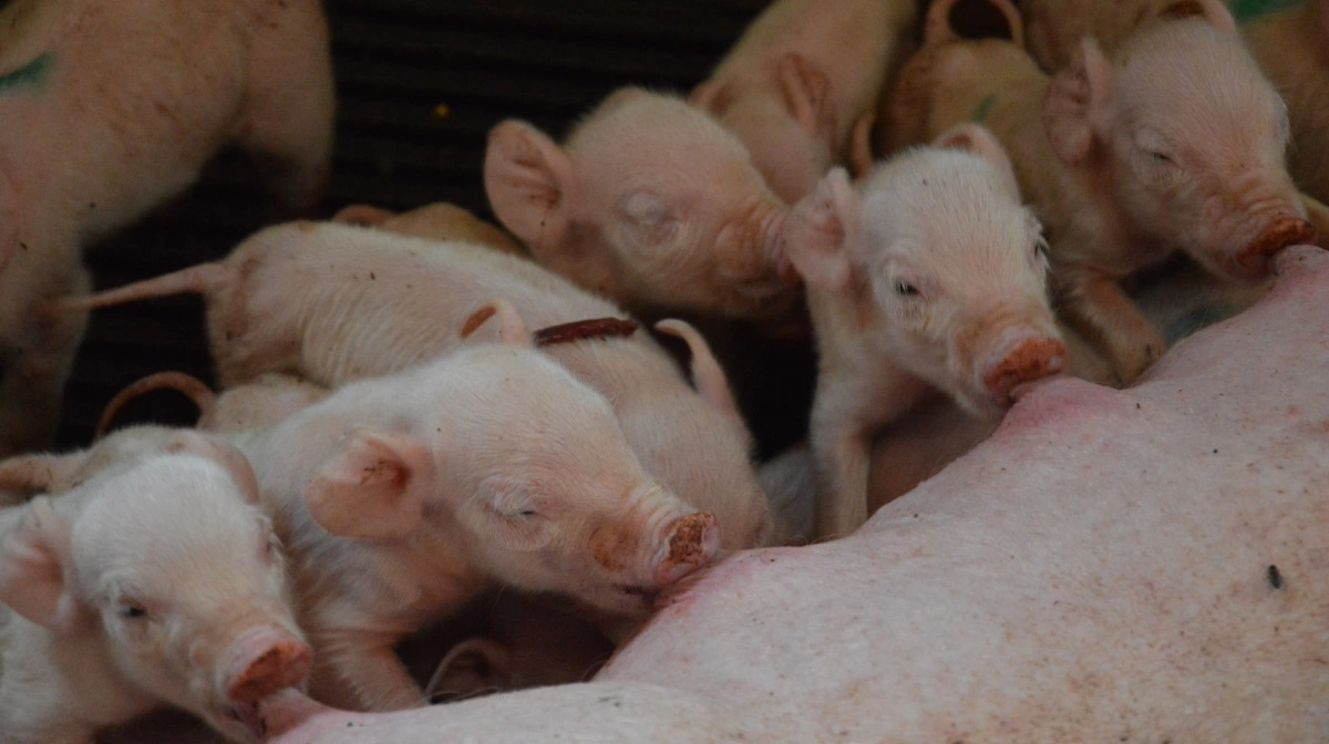 - Dyrevelfærd afhænger af krav, kontrol og kompetencer, ikke af nationale produktionslofter, skriver Spiras-formanden i debatindlægget. Arkivfoto: Camilla Bønløkke