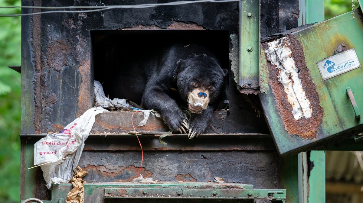 Den danske naturfotograf Mogens Trolle skildrer i sit billede Into the Furnace en malajbjørn, der har fundet ly i en ovn, som de lokale normalt bruger til at brænde skrald i, på en campingplads i Kaeng Krachan Nationalpark i Thailand. Foto: © Mogens Trolle, Wildlife Photographer of the Year