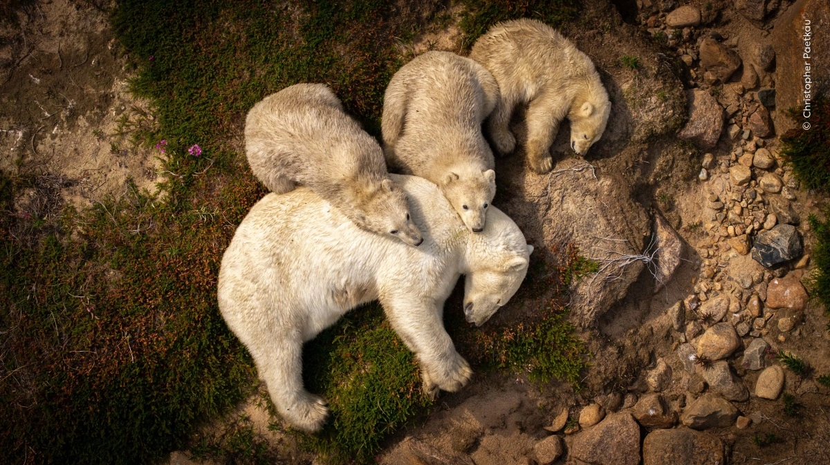 En isbjørnemor og hendes tre unger der holder en stille pause i sommervarmen på deres vandring nordpå langs Hudson-bugtens kyst i Canada.
Foto: © Christopher Paetkau, Wildlife Photographer of the Year