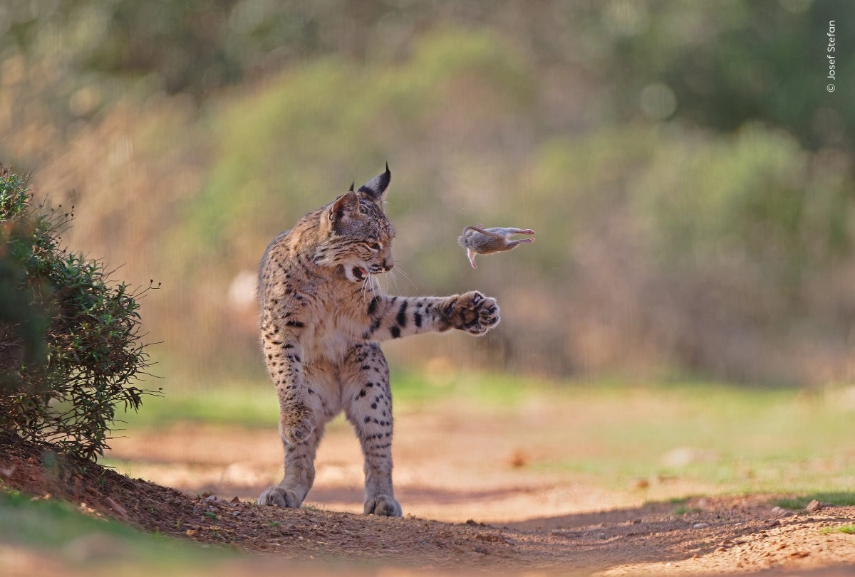 En iberisk los kaster legende en gnaver op i luften, før den slår den ihjel og æder den i Torre de Juan Abad i Spanien. Foto: © Josef Stefan, Wildlife Photographer of the Year