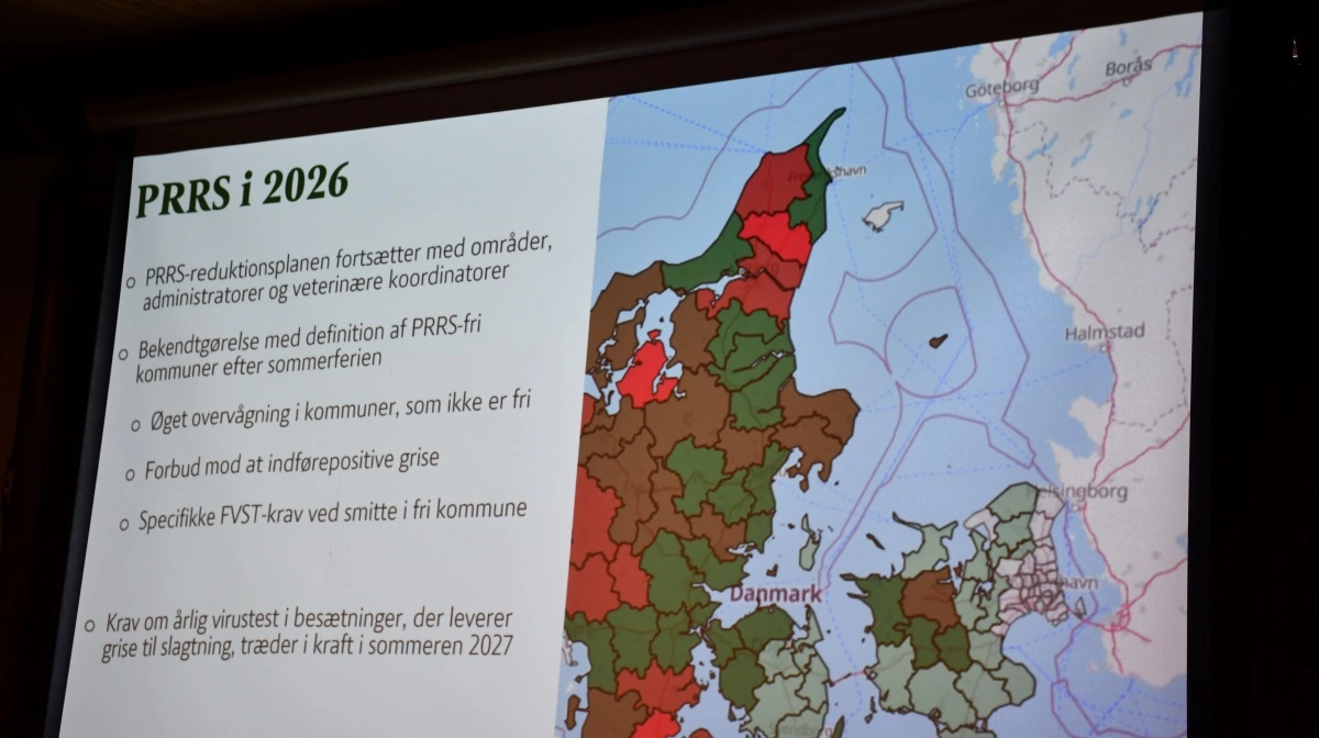 - Der kommer en ny bekendtgørelse med definition af »PRRS-fri kommuner«. Den er netop sendt i høring, og så træder den i kraft efter sommerferien, da den også lige skal til høring i EU, fortalte Hanne Bak.
