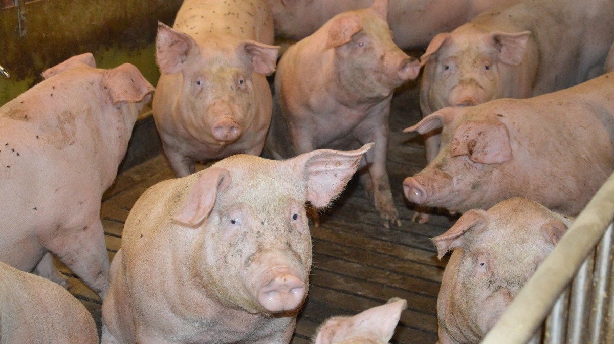 Ifølge Hanne Bak passer det stort set med, at procentdelen af negative sobesætninger svarer til den procentdel, som der ses hos vækstgrisene året efter. Med andre ord følger vækstgrisene med i det forventede tempo, når soholdene saneres. Arkivfoto: Camilla Bønløkke