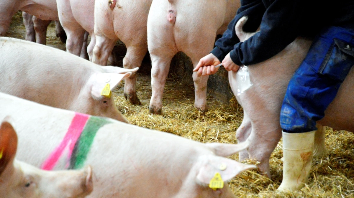 Risikoen for fejl i pasningen af søer og polte i løbeafdelingen stiger i forbindelse med weekender og afvikling af ferie. 