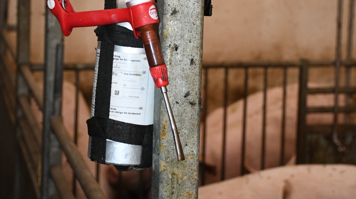 Velas anbefaler, at alle de tunge og tekniske opgaver, som flytning af dyr, scanninger, justering af foder og udvælgelse af nye polte til Altresyn, er ordnet inden weekenden. 