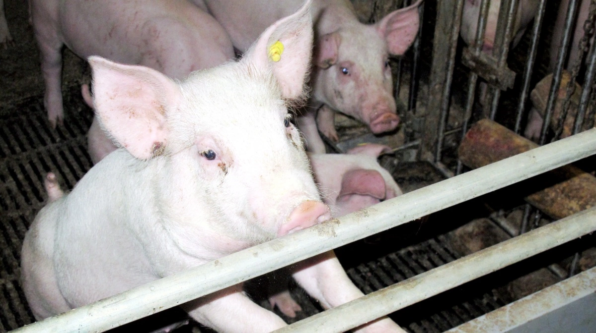 Bekendtgørelse om PRRS-fri kommuner er i høring. Arkivfoto: Camilla Bønløkke
