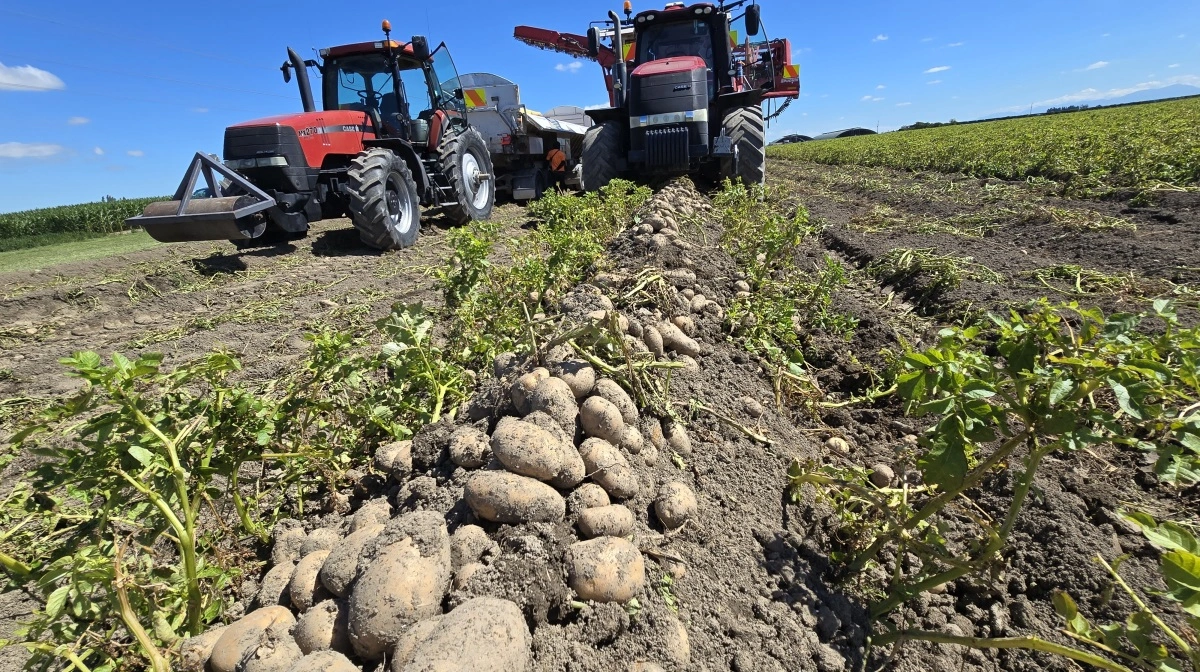 Efter danske forhold er kartoflerne usædvanligt store og udbytte ligger typisk på 60-70 t/ha.