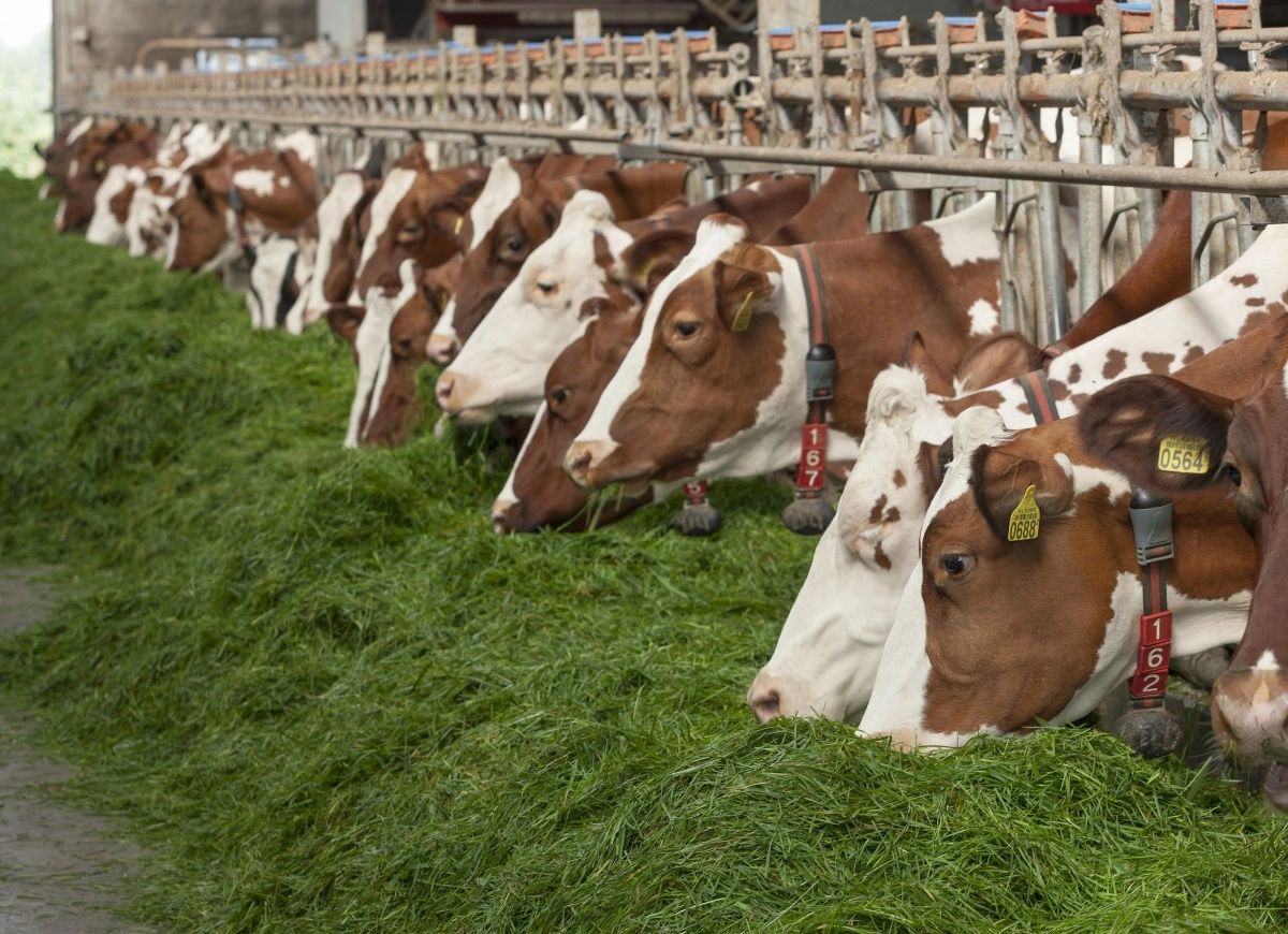 Køerne har stor appetit på frisk græs – som her i en hollandsk besætning.