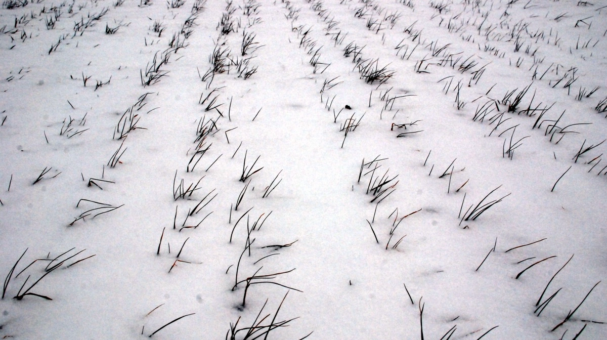 Svag euro, vinterkulde og lav salgslyst holder hvedepriserne stabile og giver markedet et solidt bundniveau. Arkivfoto