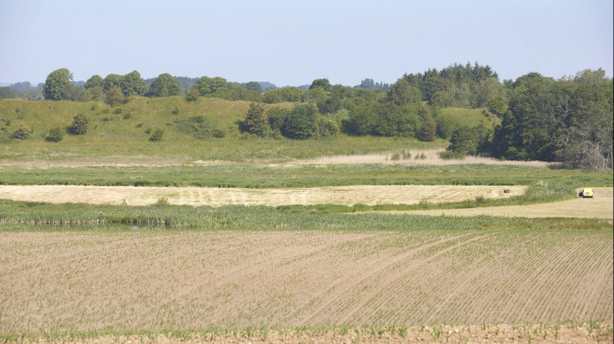 Der er stor velvilje blandt landmænd til at lave projekter, der hjælper den grønne omstilling, blandt andet på lavbundsjorde. Men spørgsmålet er, om kommunerne kan følge med i administrationen. Arkivfoto: Erik Hansen