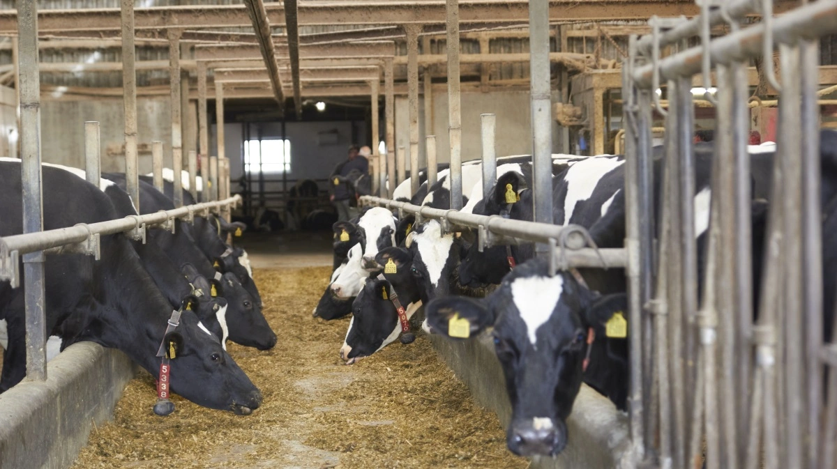 Danske erfaringer med Bovaer skal nu bruges, når EFSA igen sætter Bovaer under lup. Arkivfoto