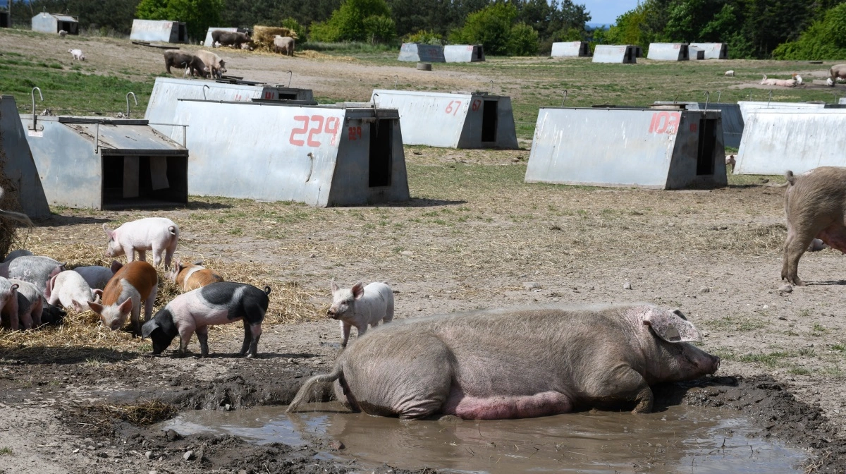L&F søger flere økologiske producenter, der vil være Sofari-værter. Arkivfoto: Camilla Bønløkke
