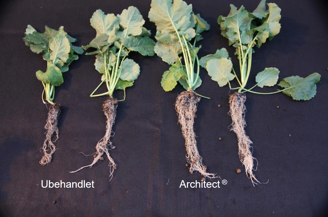 Billeder fra 40 dage efter behandling.