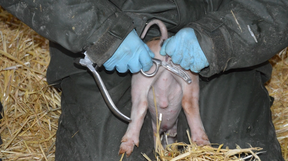 Blandt de gennemførte tiltag er krav om bedøvelse forud for kastration af grise, øget og mere målrettet kontrol i staldene samt flere midler til Dyrenes Vagtcentral. Arkivfoto