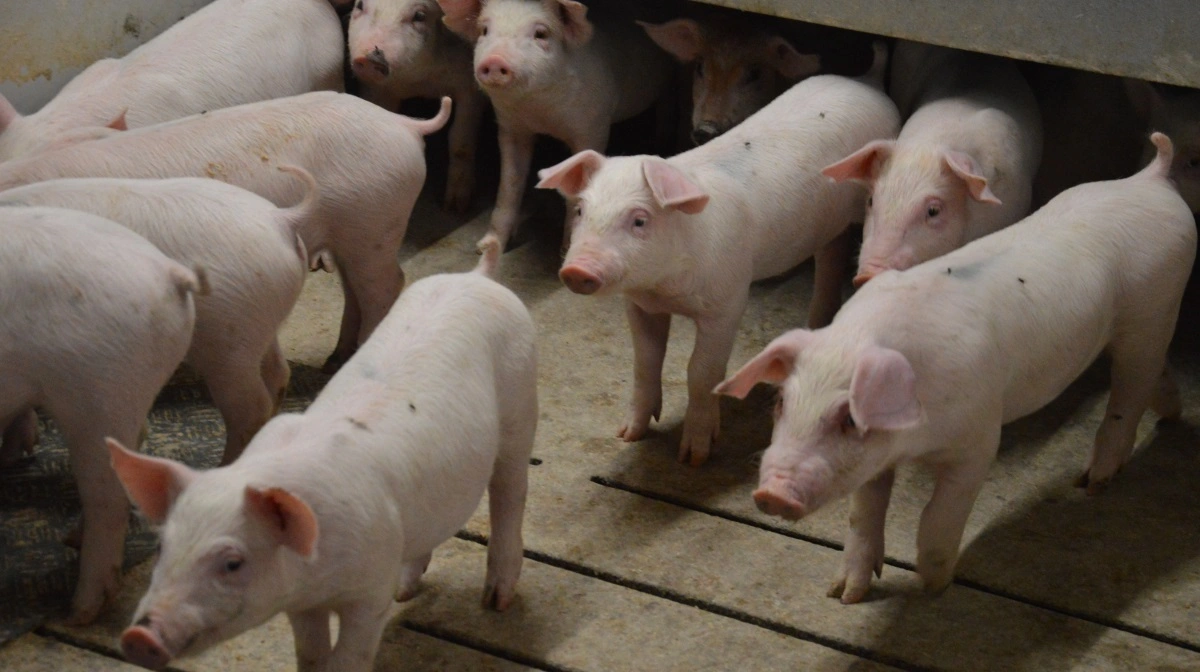 Seneste DB Tjek på Grauballegaard, har vist, at resultaterne i klimastalden er faldet tilbage. Det har ført til, at der nu er startet op med en kameraløsning på vejehold, ligesom der fravænnes så sent som muligt. Arkivfoto: Camilla Bønløkke 