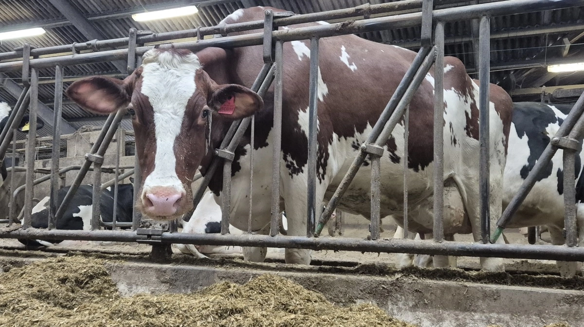 I besætningen er der flere køer med røde øremærker, og et hold kun for specielle køer, som rent avls- eller dyrskuemæssigt er ekstra interessante for Andreas Haugaard. - Det er dem, som er årsagen til, at jeg gør det her.