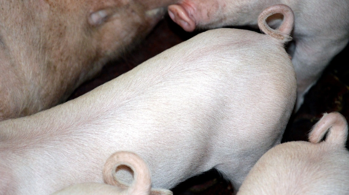 SvineRådgivningen er med i et nyt 3-årigt GUDP-projekt: »Halefokus« i samarbejde med Aarhus Universitet, Københavns Universitet og DLG. Arkivfoto: Camilla Bønløkke