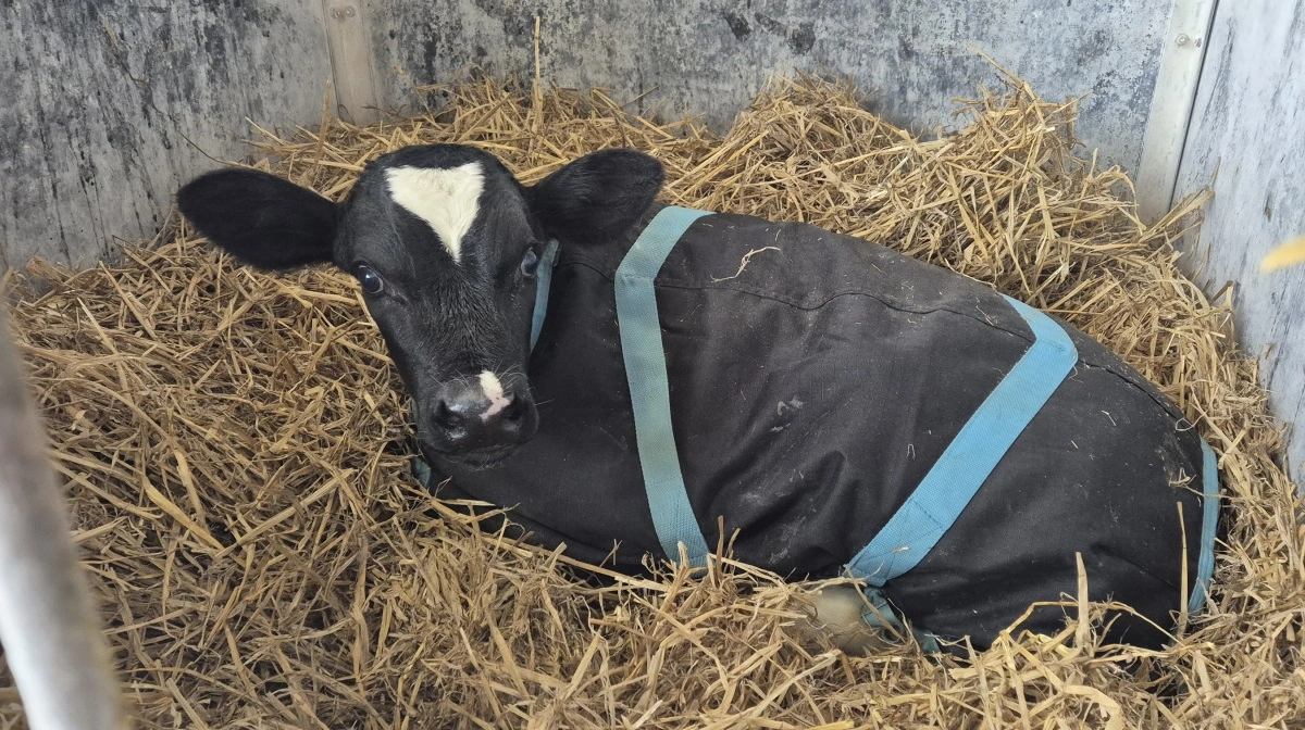 Vintervejret gør ikke og alene, at kalvene får kalvedækkener på, det gør også, at planen for det nye staldbyggeri bliver skubbet lidt.