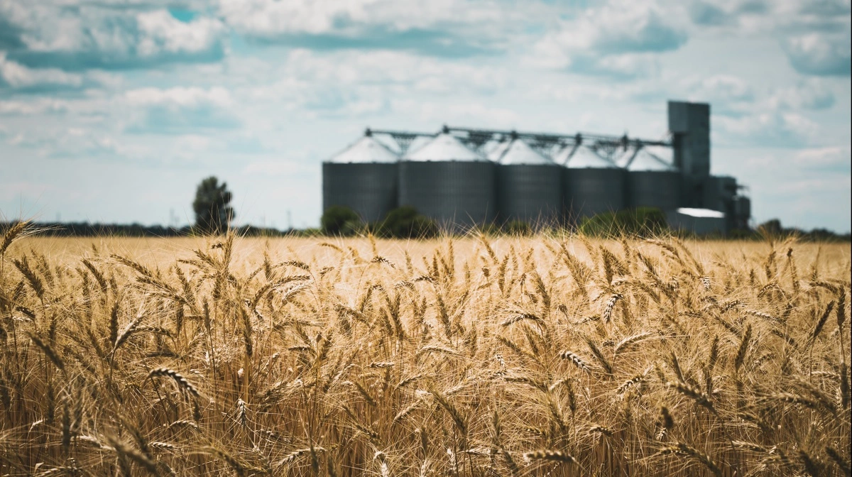 Selv om Ukraine ikke er medlem af EU går landet nu i gang med at strømline landbruget for at kunne leve op til EU-standarder. Arkivfoto