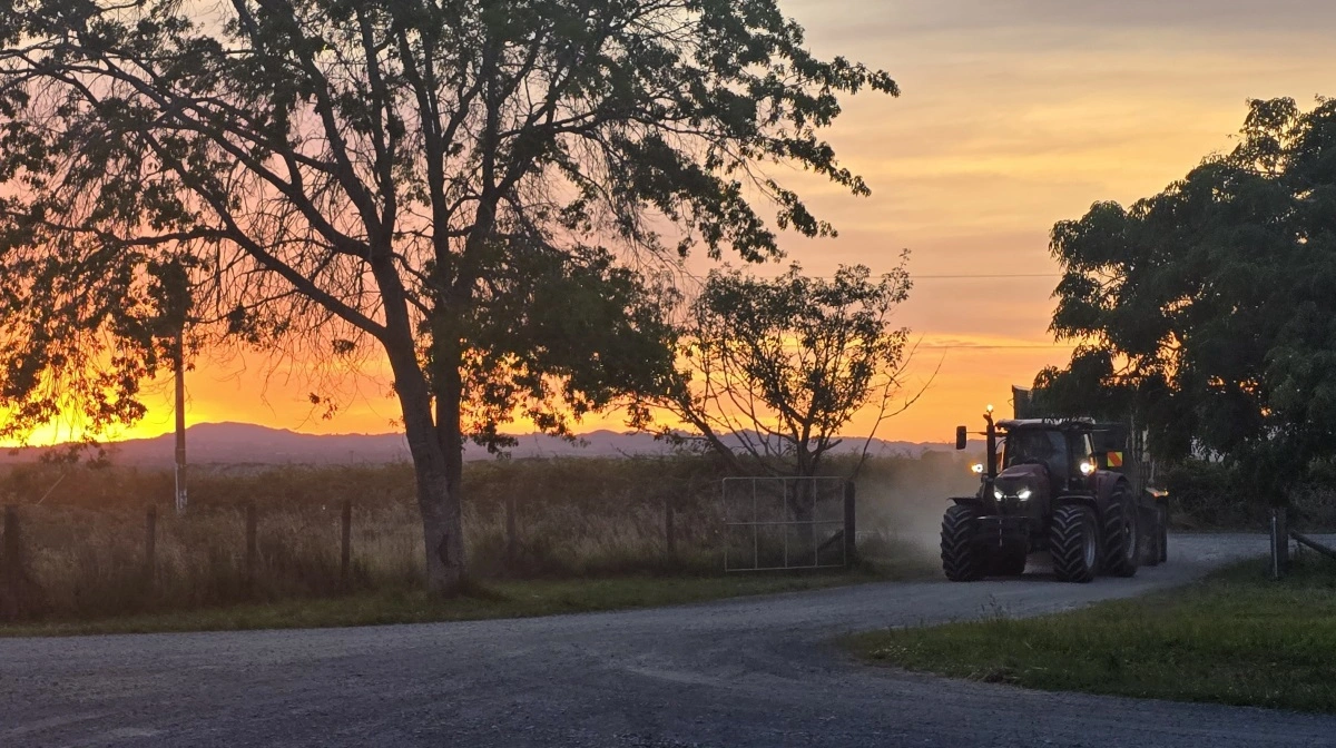 Der bliver importeret mindre svinekød i New Zealand, og det er gået ud over den danske eksport til landet, viser nye tal. Foto: Jørgen P. Jensen