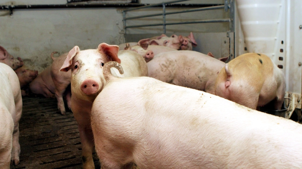 Udtrykket »svinevalg« har især vundet genklang ovenpå TV 2-dokumentaren: »Hvem passer på grisene« del 2, der blev sendt første gang i november 2025. (Arkivfotoet har ikke noget direkte med dokumentaren at gøre).