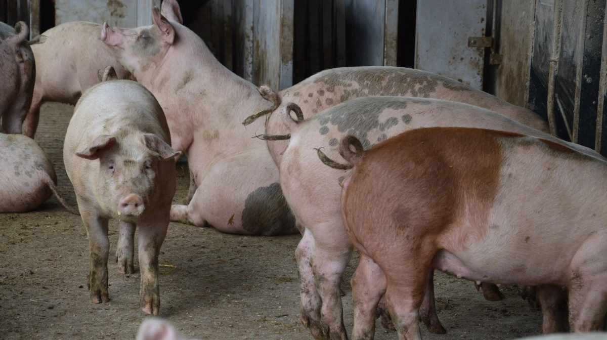 Svins haler vokser i takt med, at deres vægt øges. 