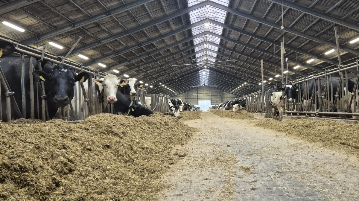 Andreas Haugaard kan kende alle sine køer. Han laver en kobling mellem koens udseende og hendes nummer. - På 99 ud af 100 kan jeg også faren, og moren kan jeg nok på halvdelen, siger han.