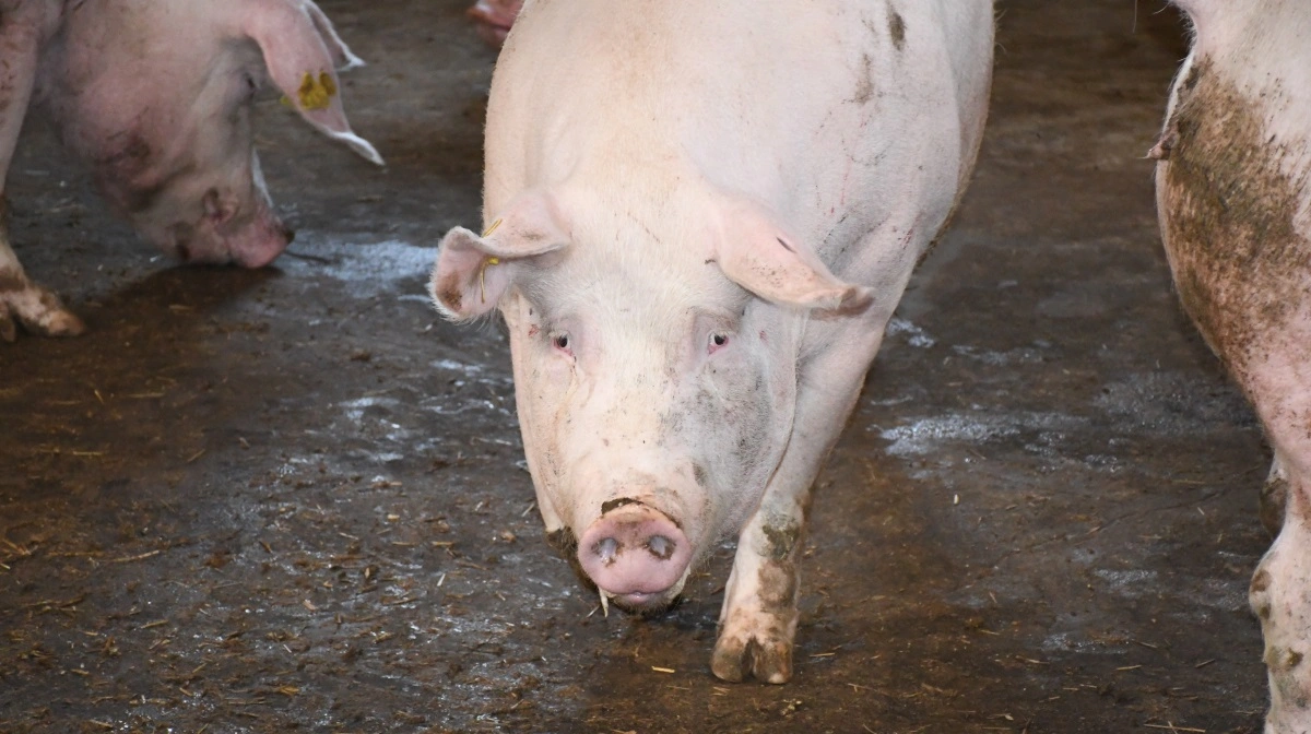 Svend Demant Møller sælger 3.000 søer og ejendomme på Vestfyn til ACT produktion i handel på over 70 millioner kroner. Arkivfoto: Camilla Bønløkke