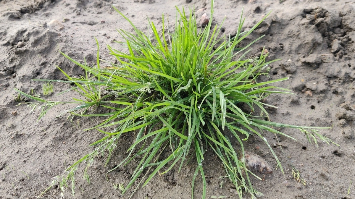 I frøgræs har diflufenican været anvendt til at holde enårig rapgræs under kontrol, men med forbuddet mod det aktivstof mister frøproduktionen et vigtigt alternativ til ALS-herbicider, lyder det fra Aarhus Universitet. Fotos: Mette Sønderskov