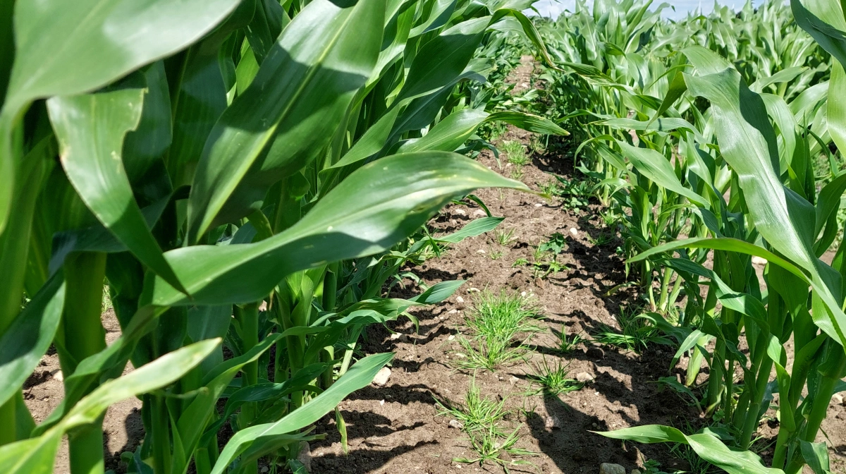 En strategi med falskt såbed og tidlig radrensning med fingerweeder i majs opnåede næsten samme effekt som en ren herbicidstrategi.