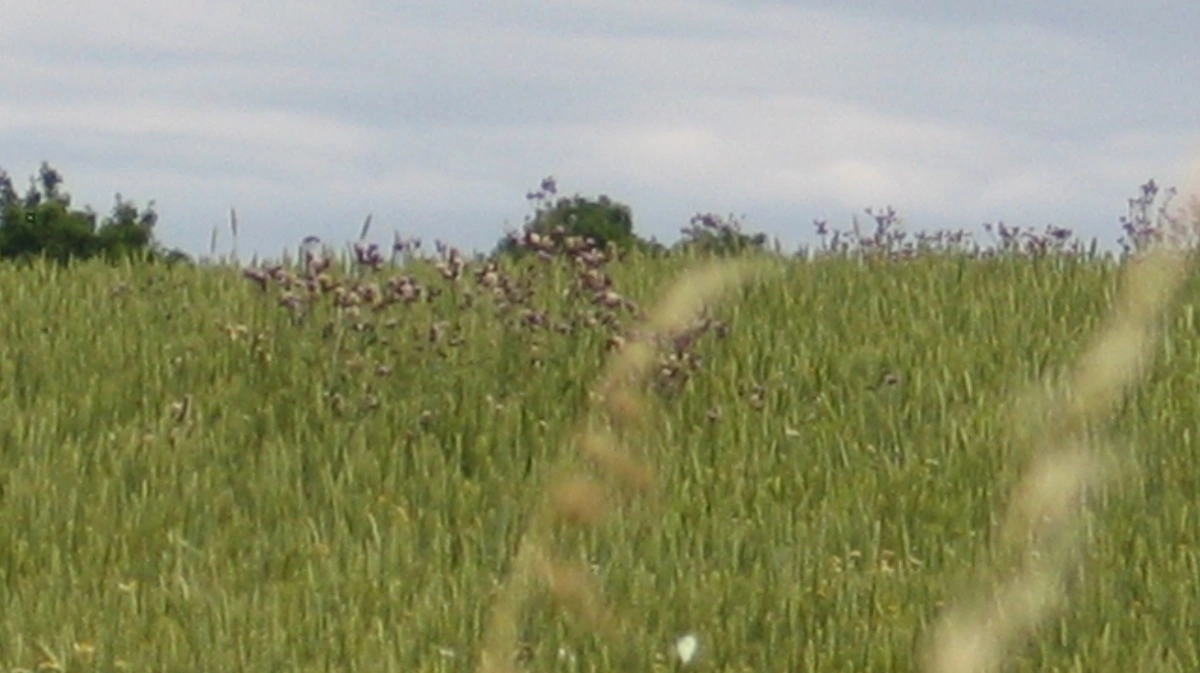 Økologisk hvedemark. Arkivfoto: Anne Wolfenberg