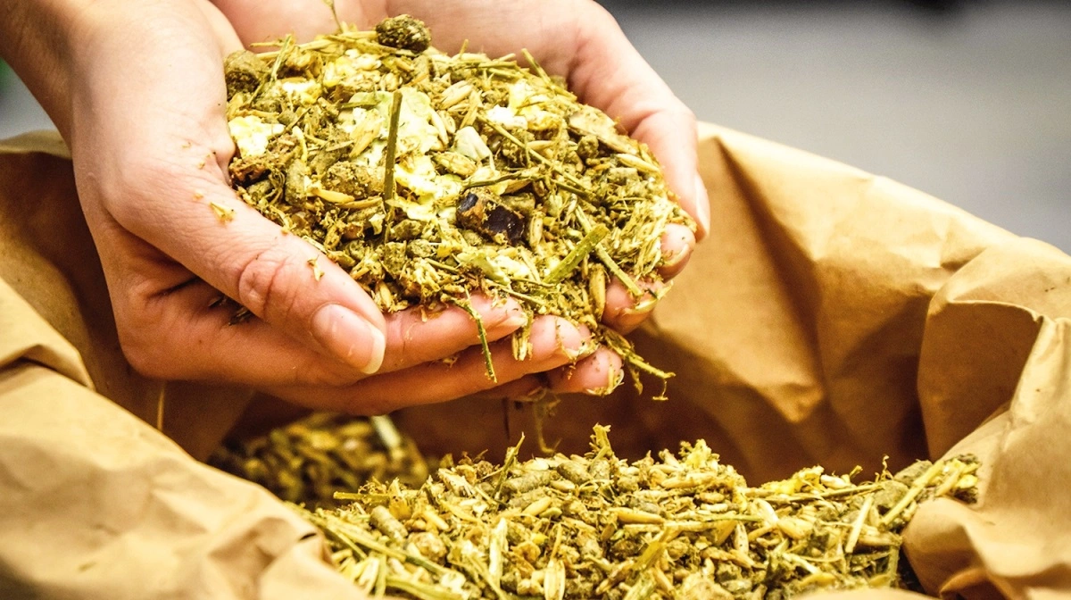 Når man kender grovfoderets reelle indhold af energi, protein og mineraler, bliver det muligt at tilpasse fodringen mere præcist. Arkivfoto