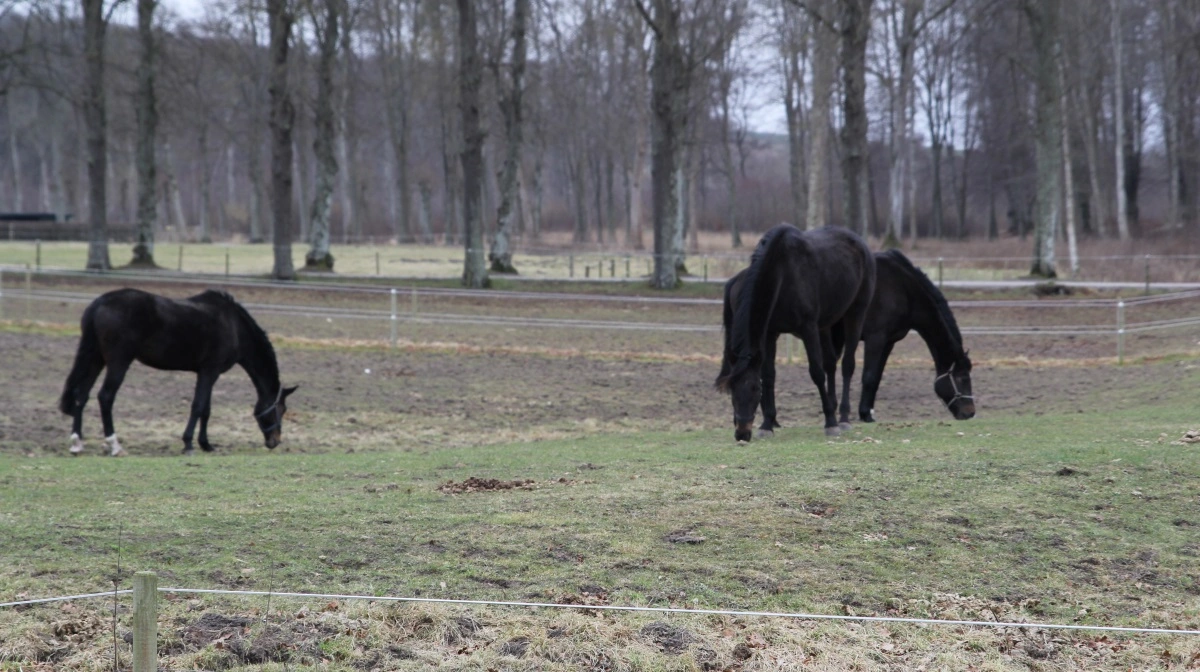 Udgifterne til hestehold er steget markant de seneste år, men at spare på omkostningerne handler ikke om at fodre mindre, men om at fodre klogere. Foto: Henriette Lemvig 