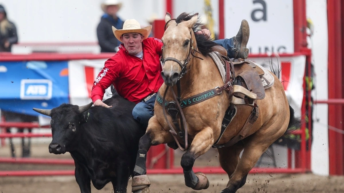 Der er masser af oplevelser på Ponoka Stampede, som vi besøger lørdag og søndag – dog ikke hele dagen, idet der de to dage også er andre besøg lagt ind i programmet. Fotos: Niels Damsgaard Hansen