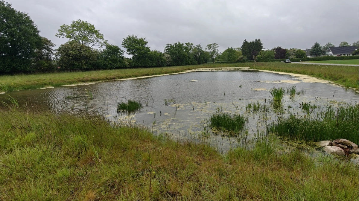 Minivådområdet ved Orup syd for Faxe stod færdigt i 2023 og er blevet en stor gevinst for både naturen og lokalsamfundet. Foto: Cecilie Larsen