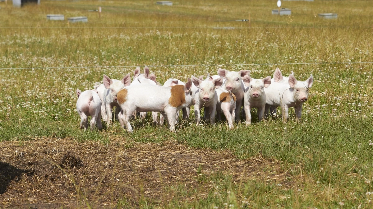 Ud af den samlede svinebestand er 132.000 økologiske. Arkivfoto