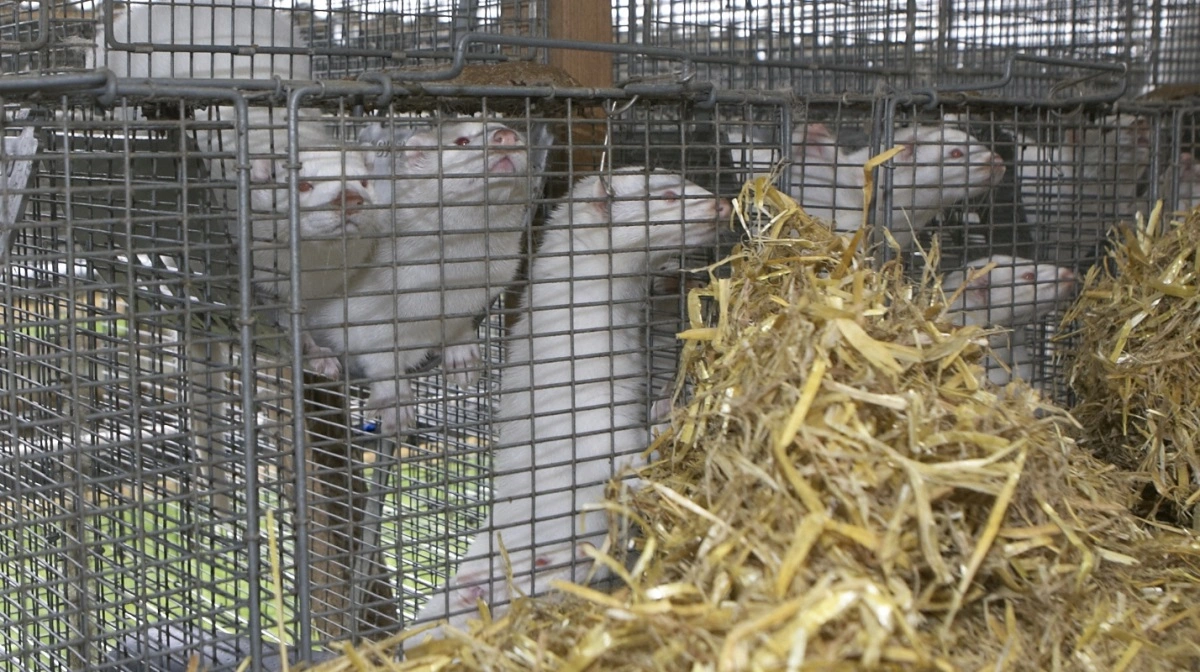 Borgerforslaget Fur Free Europe er det tiende mest populære i EU nogensinde og har samlet mere end halvanden million underskrifter i 18 EU-lande. Arkivfoto