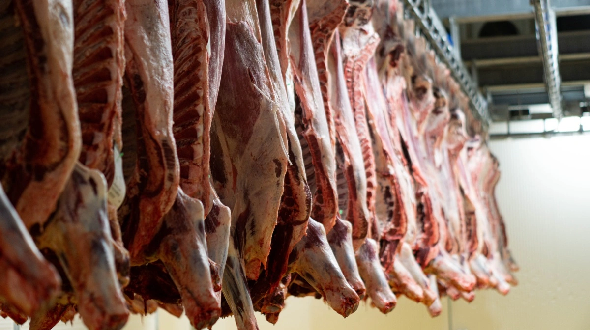 Roligt vinterferiemarked holder kreaturpriser uændrede, mens eksport og foodservice stabiliserer afsætningen. Arkivfoto