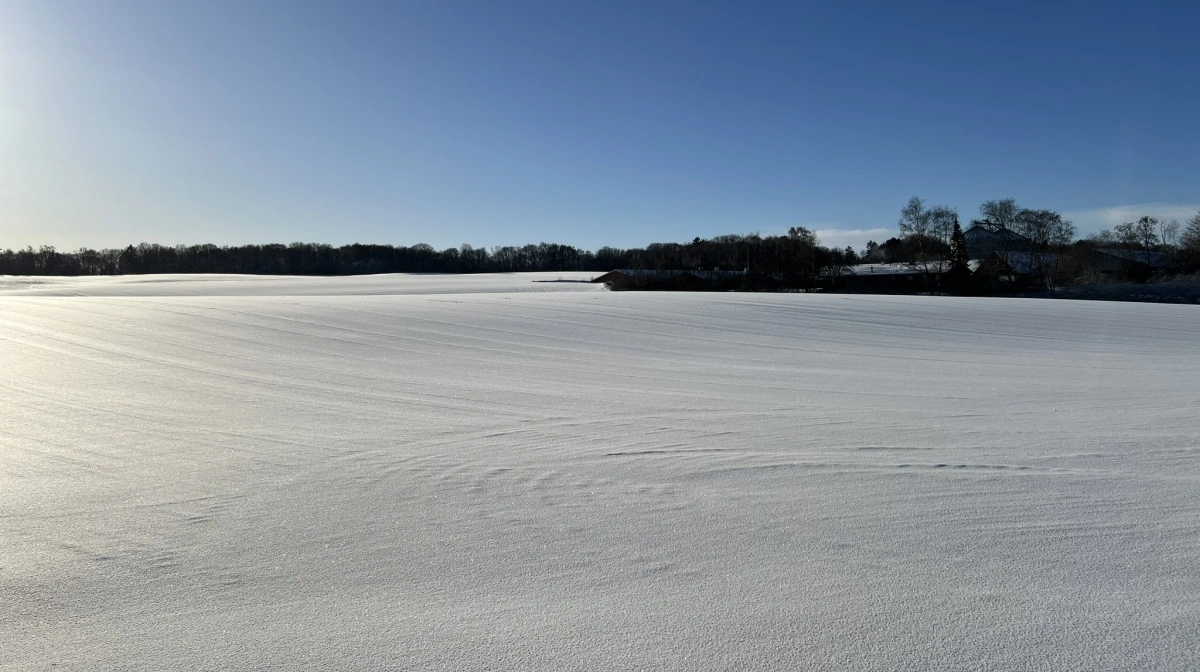 En svag euro og vinterkulde holder hånden under hvedeprisen og skaber et stabilt, men stramt marked i EU. Arkivfoto: Kasper Stougård