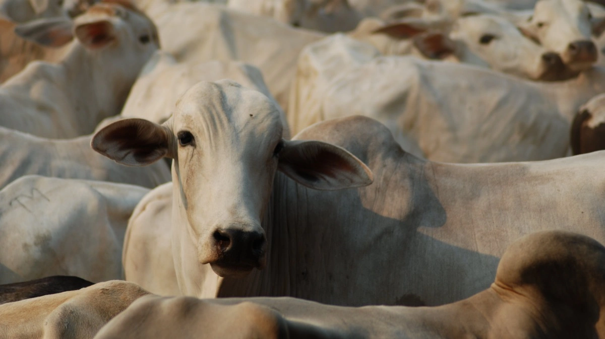 Brasilien sætter slagterekord drevet af Kina, men nye kinesiske kvoter kan bremse eksporten. Foto: A.C. Moraes via Wikimedia Commons