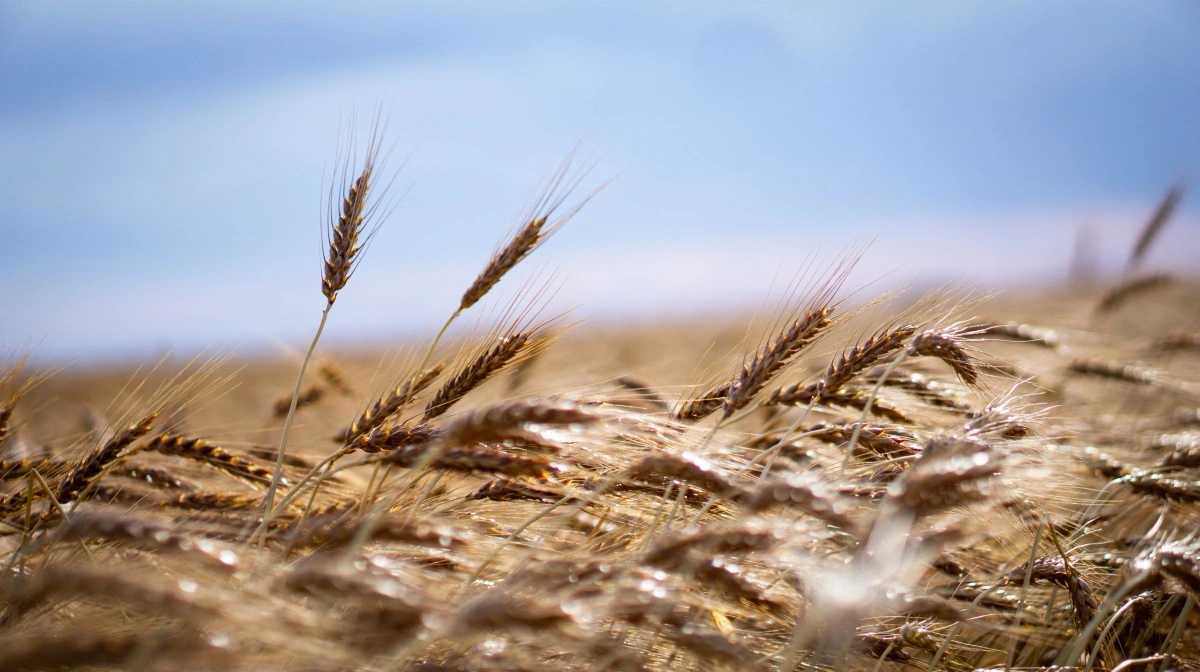 Seneste wasde-rapport fortæller, at hvedelagre falder, majs strammes, soja stiger, mens små justeringer skaber markedsbevægelser. Arkivfoto: Daniel Barber