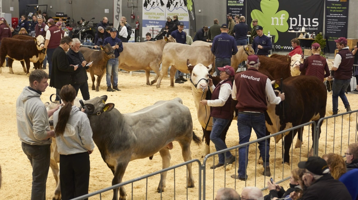 I år vil man blandt andet kunne se flere unge mennesker i ringen, hvilket glæder styregruppen bag skuet.