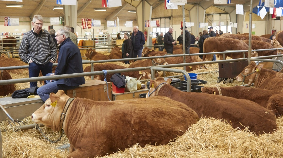 Kødkvægsdyrene kommer til at fylde hele stalden.