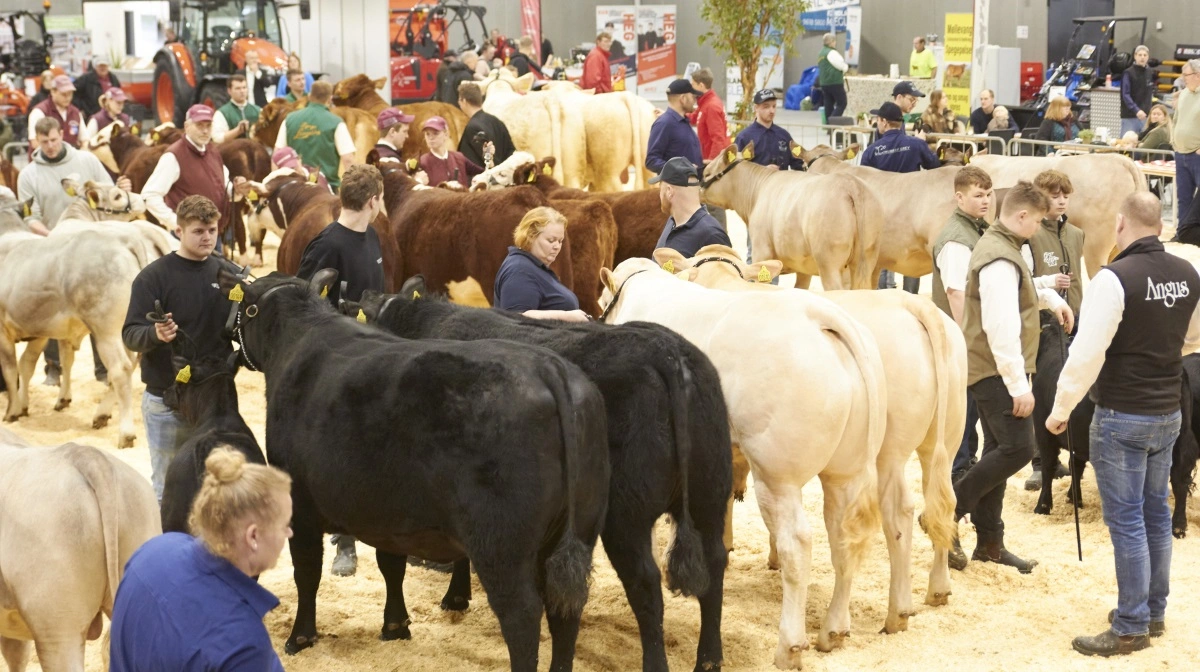 15 forskellige racer er tilmeldt Kødkvægsskue Nord. Arkivfotos: Tenna Bang
